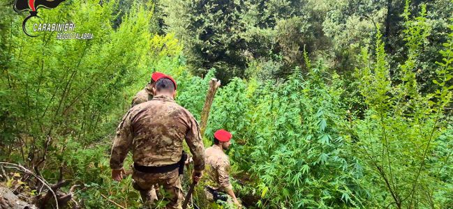 Boschi dell&rsquo;Aspromonte e delle Preserre utilizzati per coltivare marijuana: due arresti